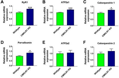 Chemokine-like receptor 1 plays a critical role in modulating the regenerative and contractile properties of muscle tissue